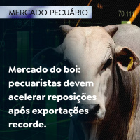 Mercado do boi: pecuaristas devem acelerar reposições após exportações recorde