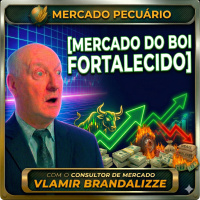  Mercado do Boi Fortalecido Escalas Apertadas Favorecem o Produtor