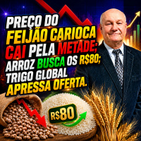 Preço do Feijão Carioca Cai Pela Metade Arroz Busca os R$80 Trigo Global Apressa Oferta