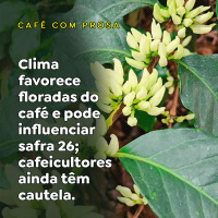 Clima favorece floradas do café e pode influenciar safra 26 cafeicultores ainda têm cautela