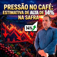 Pressão no Café: Como a estimativa de alta de 14% na safra brasileira derrubou os preços.