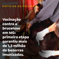 Vacinação contra a brucelose em MG: primeira etapa garantiu mais de 1,3 milhão de imunizadas