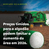 Preços tímidos para o algodão podem limitar o aumento da área em 2026