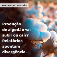 Produção de algodão vai subir ou cair? Relatórios apontam divergência 