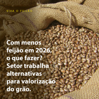 Com menos feijão em 2026, o que fazer? Setor trabalha alternativas para valorização do grão.