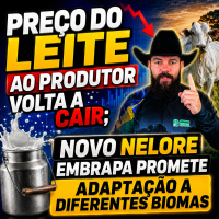 Preço do leite ao produtor volta a cair Novo Nelore Embrapa promete adaptação a diferentes biomas