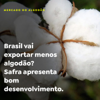 MERCADO DO ALGODÃO - P2