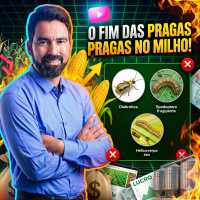  Agronomia em campo: Professor Fabrício explica o manejo das principais pragas do milho