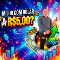  Como fica o milho com a queda do dólar a R$5,00
