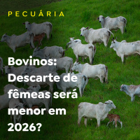Bovinos: Descarte de fêmeas será menor em 2026?