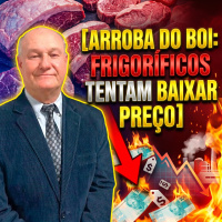  Arroba do Boi Frigoríficos Tentam Baixar Preço Dando Férias Coletivas