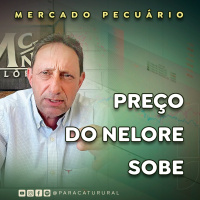 Preço do Nelore sobe demanda dos frigoríficos deve trazer novas altas