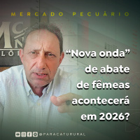 “Nova onda” de abate de fêmeas acontecerá em 2026?