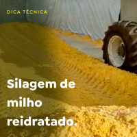 Silagem de milho reidratado