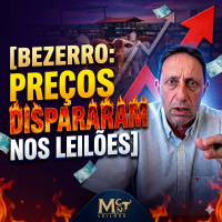 Bezerro: Por que a oferta sumiu e os preços dispararam nos leilões?