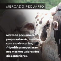 Mercado pecuário com preços estáveis mesmo com escalas curtas