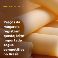 Preços da muçarela registram queda leite importado segue competitivo no Brasil
