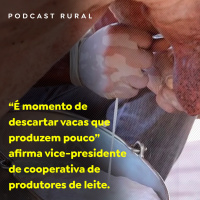 “É momento de descartar vacas que produzem pouco” afirma vice-presidente de cooperativa de produtores de leite.