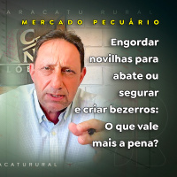 Engordar novilhas para abate ou segurar e criar bezerros: O que vale mais a pena?