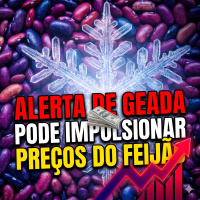 Alerta de Geada: Risco climático no Paraná pode impulsionar preços do Feijão