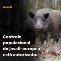 Controle populacional do javali-europeu está autorizado