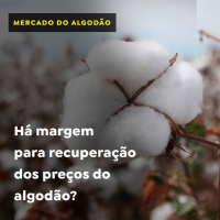 Há margem para recuperação dos preços do algodão?