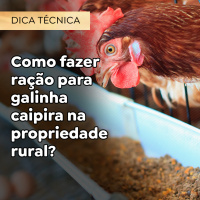 Como fazer ração para galinha caipira na propriedade rural?
