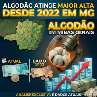  Algodão atinge maior alta desde 2022 em MG, mas novos impostos ligam alerta