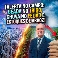 Alerta no Campo: Geada no Trigo, Chuva no Feijão e Estoques de Arroz.