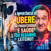 A importância do úbere na produtividade e saúde do rebanho leiteiro?