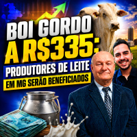 Boi Gordo a R$335 Produtores de leite em MG serão beneficiados 