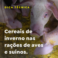 Cereais de inverno nas rações de aves e suínos