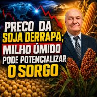 Preço da soja derrapa milho úmido pode potencializar o sorgo