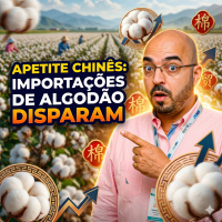 Apetite chinês: Importações de algodão disparam e podem sustentar os preços 
