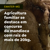 Agricultura familiar se destaca em concurso da mandioca com raiz de mais de 20kg