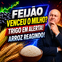 Feijão tomando lugar do milho? Pior Safra de Trigo vai impactar o Brasil!