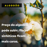 Preço do algodão pode subir fibras sintéticas ficam mais caras.