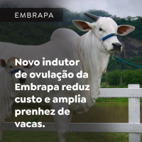 Novo indutor de ovulação da Embrapa reduz custo e amplia prenhez de vacas