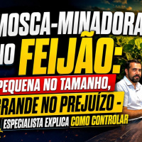Mosca-Minadora no Feijão: Pequena no Tamanho, Grande no Prejuízo - Especialista Explica Como Controlar