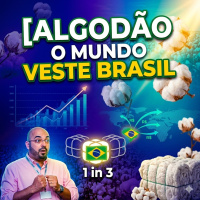 Algodão - O mundo veste Brasil: 1 em cada 3 fardos exportados tem origem brasileira 