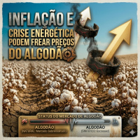 Inflação e crise energética podem frear preços do algodão