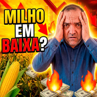 Milho em baixa? Entenda os fatores que derrubaram os preços em abril!