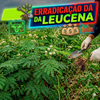  Comissão de Agricultura aprova erradicação da leucena, planta invasora no Cerrado