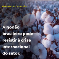 Algodão brasileiro pode resistir à crise internacional do setor