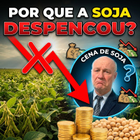 Por que a Soja despencou? Entenda o cenário atual