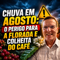 Chuva em agosto: o perigo para a florada e colheita do café