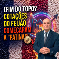 Por que as cotações do feijão começaram a patinar?
