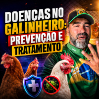 Doenças no Galinheiro: prevenção e tratamento 