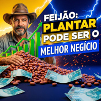  Feijão: Por que plantar pode ser o melhor negócio até o fim do ano?