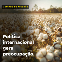 Algodão: política internacional gera preocupação